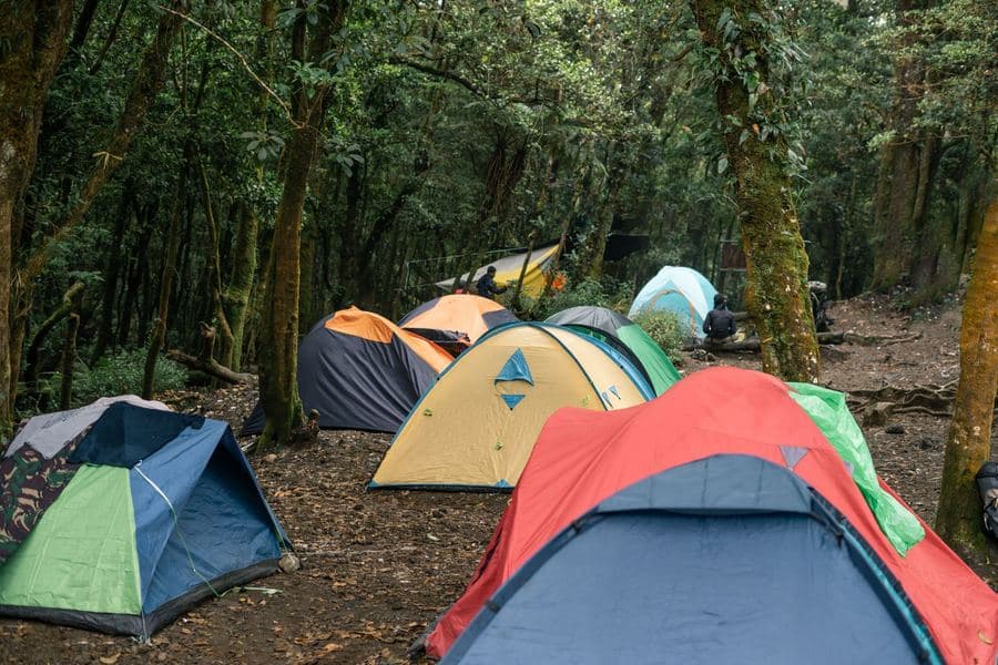 Tents pitched among tall trees at a forest campsite in daylight