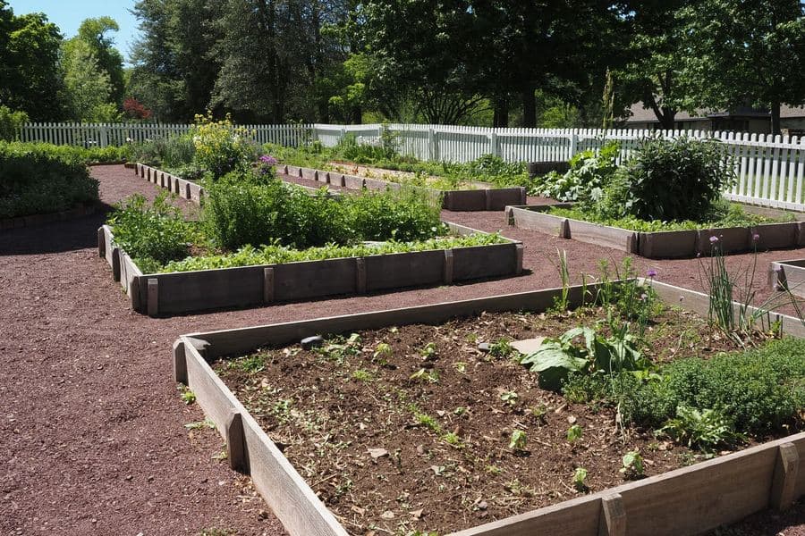 Raised vegetable beds in a community garden under bright summer sun