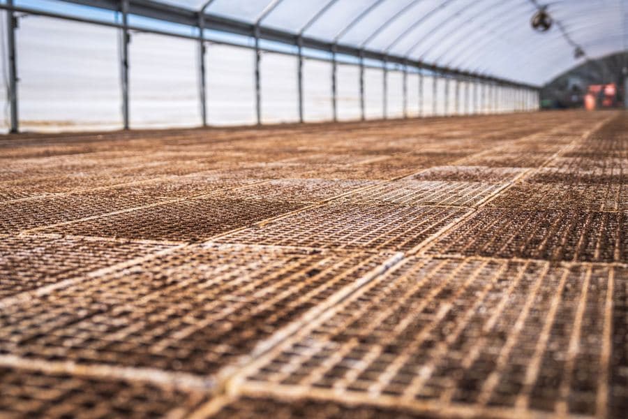 Greenhouse interior with rows of soil-filled seed trays ready for planting