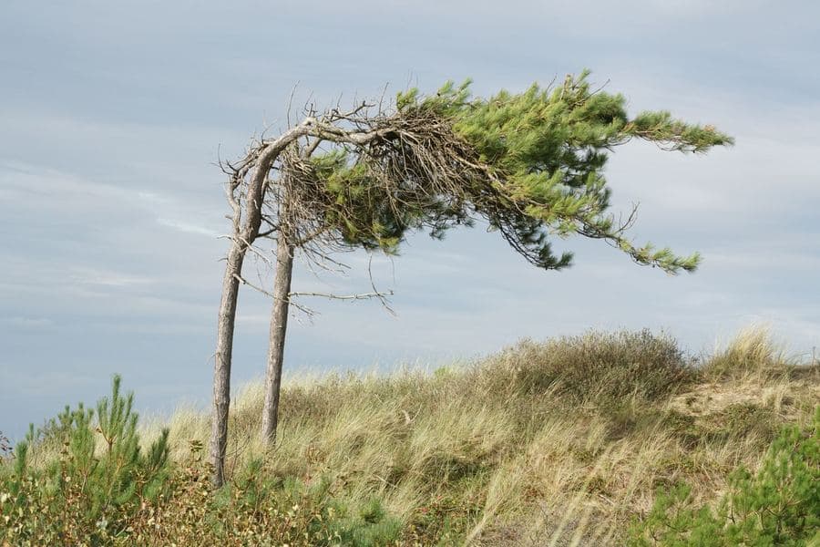 Trees bending in strong wind under a grey sky above a garden boundary
