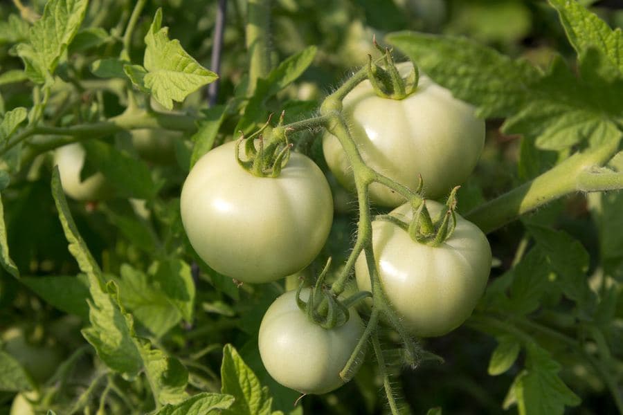 Tomatoes ripening on the vine in a garden under bright summer light