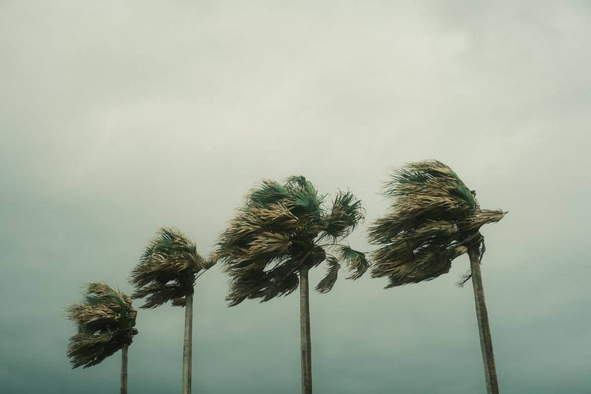 Wind moving through trees beside a backyard in overcast daylight