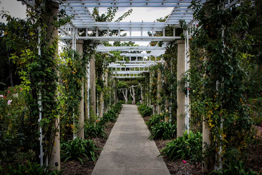Timber pergola with heavy square posts and a multilevel trellis roof over a garden patio