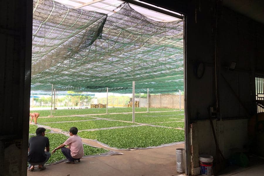 Shade cloth fitted over a greenhouse roof, filtering light onto the plants below