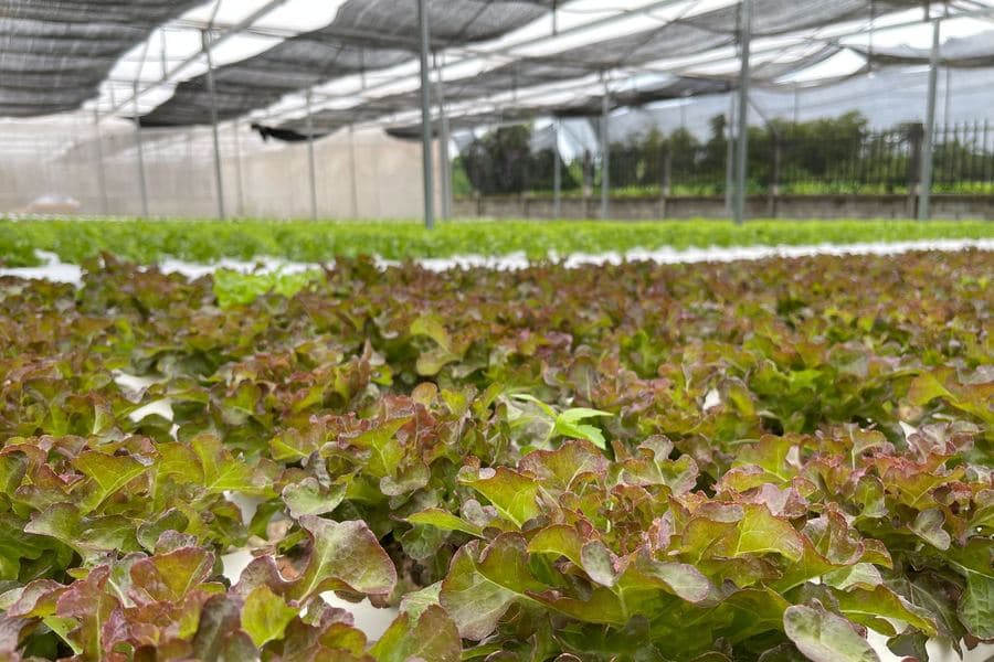Light-density shade cloth over rows of leafy salad crops under a bright sky
